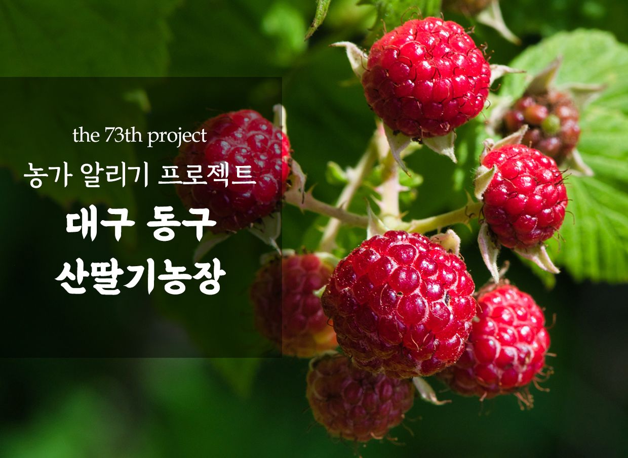 산딸기ㅣ제철에 만나는,국내산 생과 산딸기 | 텀블벅 - 크리에이터를 위한 크라우드펀딩 산딸기ㅣ제철에 만나는,국내산 생과 산딸기