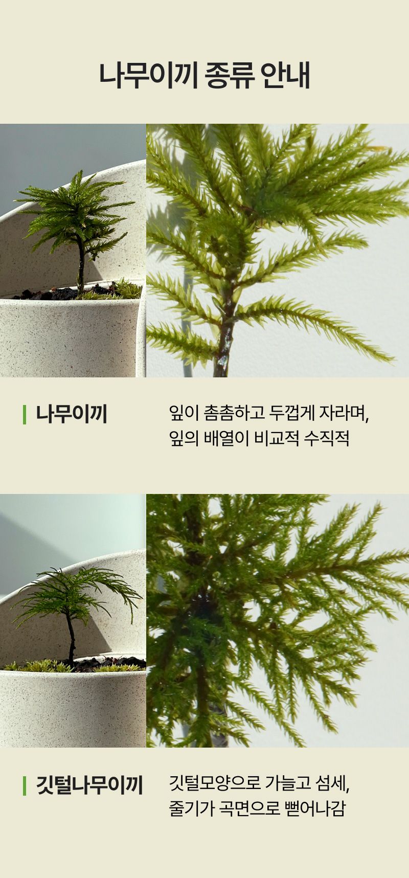 귀엽고 초록초록한 정화템, 나무이끼 가드닝 | 텀블벅 - 크리에이터를 위한 크라우드펀딩 귀엽고 초록초록한 정화템, 나무이끼 가드닝