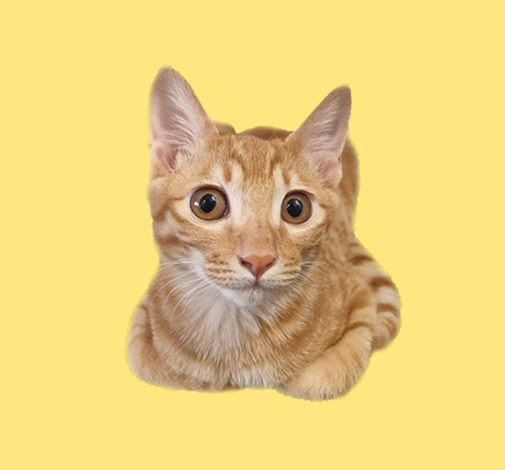 프로젝트 커버 이미지