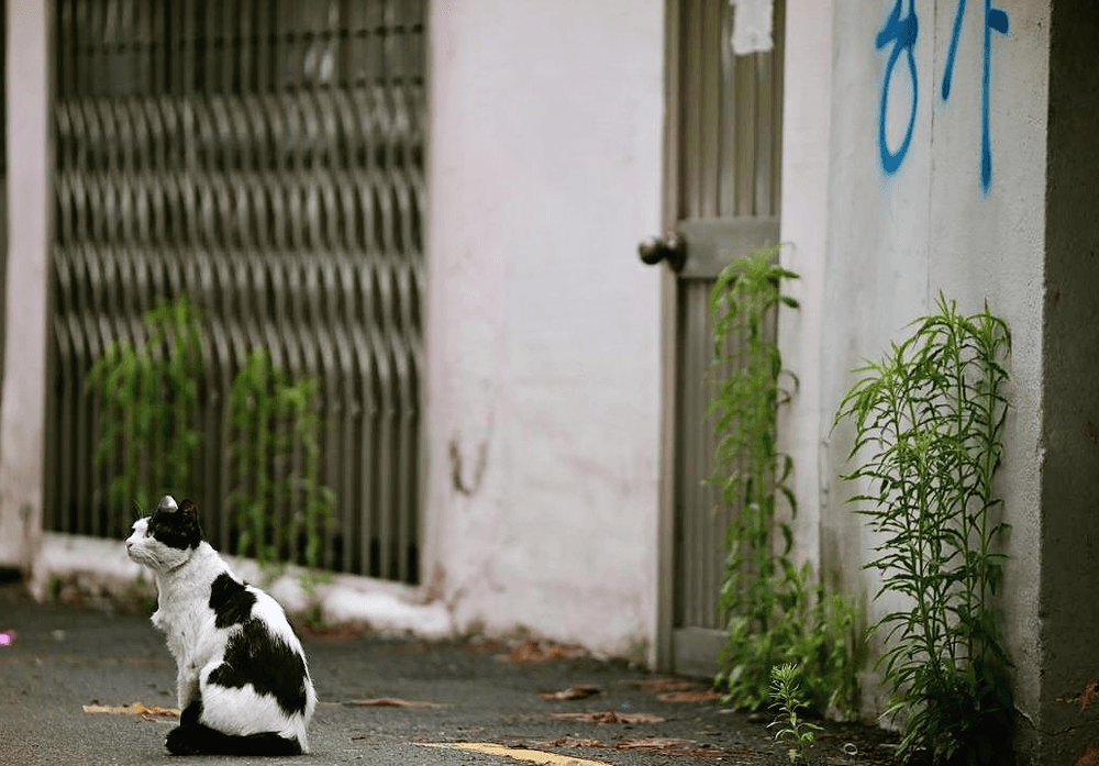 기본 프로젝트 커버 이미지
