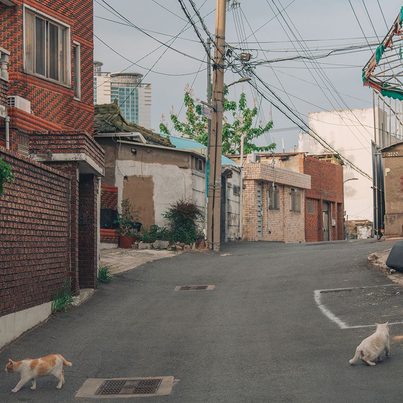 혼잡한 도시 속 고양이들의 흔적, <Scent mark>