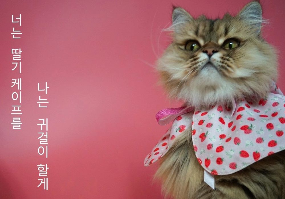 프로젝트 커버 이미지