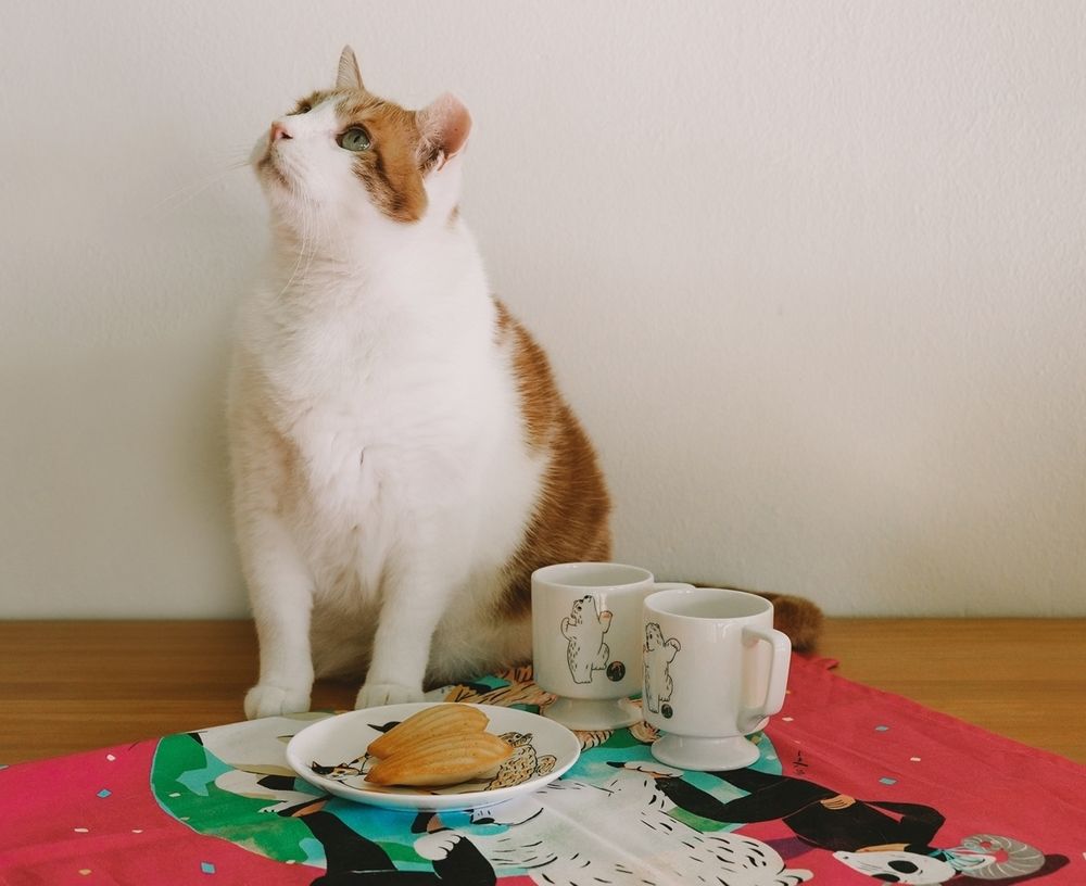 프로젝트 커버 이미지