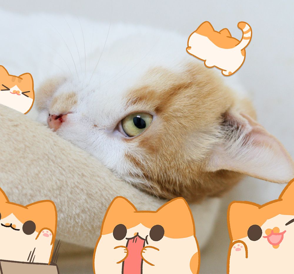 프로젝트 커버 이미지