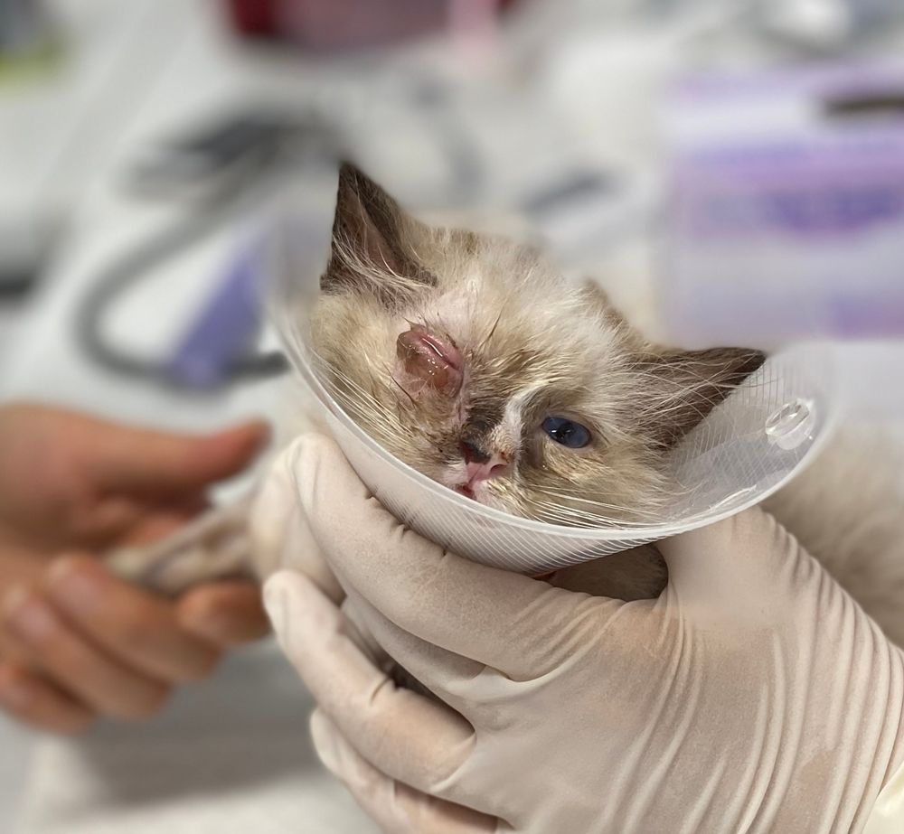 프로젝트 커버 이미지